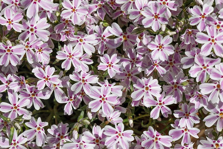 Copyright by Sanja Veljkovic