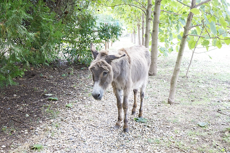 Copyright by Sanja Veljkovic