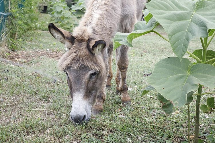 Copyright by Sanja Veljkovic