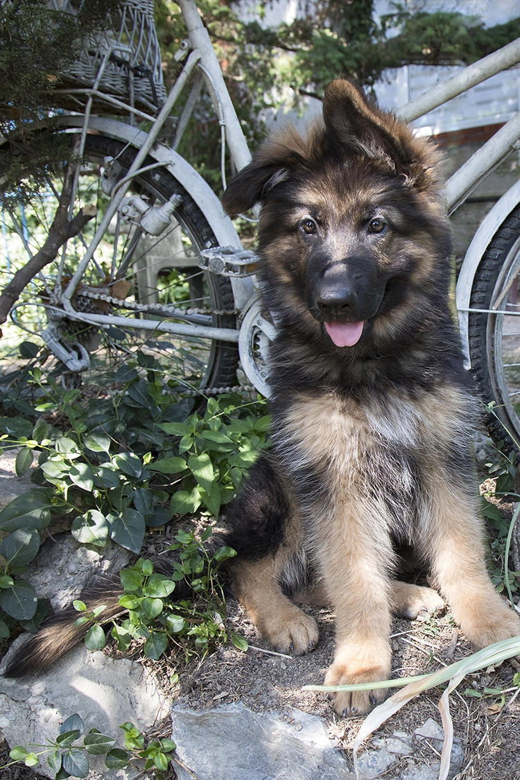 Copyright by Sanja Veljkovic