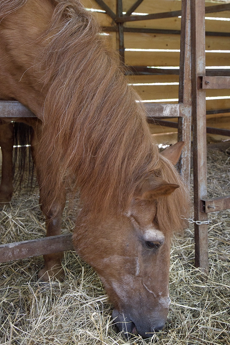 Copyright by Sanja Veljkovic