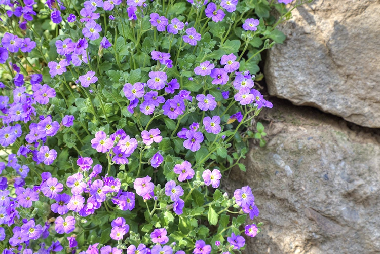 Copyright by Sanja Veljković