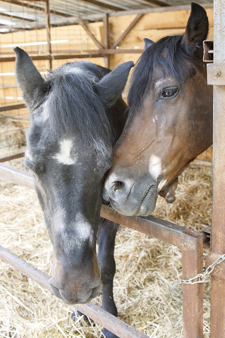 Copyright by Sanja Veljković