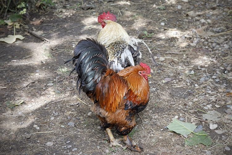 Copyright by Sanja Veljkovic