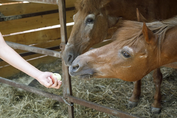 Copyright by Sanja Veljkovic