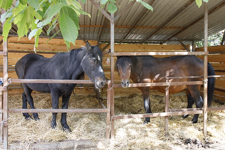 Copyright by Sanja Veljkovic