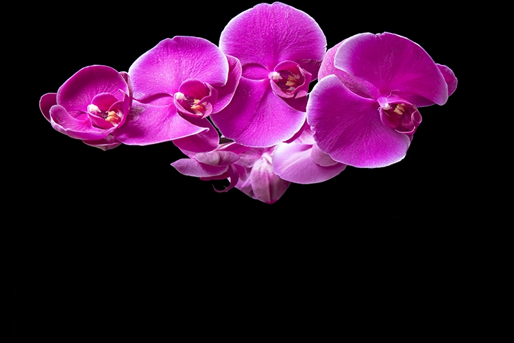 Kalendar pun želja: fotografija i u 2026. godini