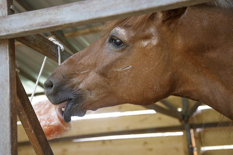 Copyright by Sanja Veljković