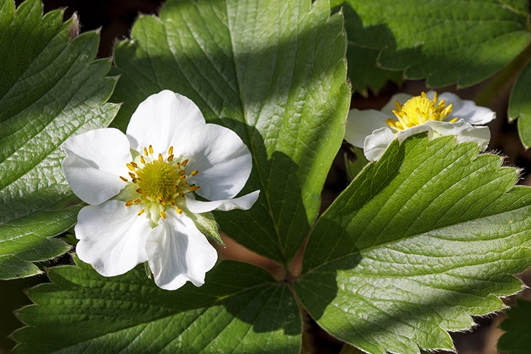 Copyright by Sanja Veljković