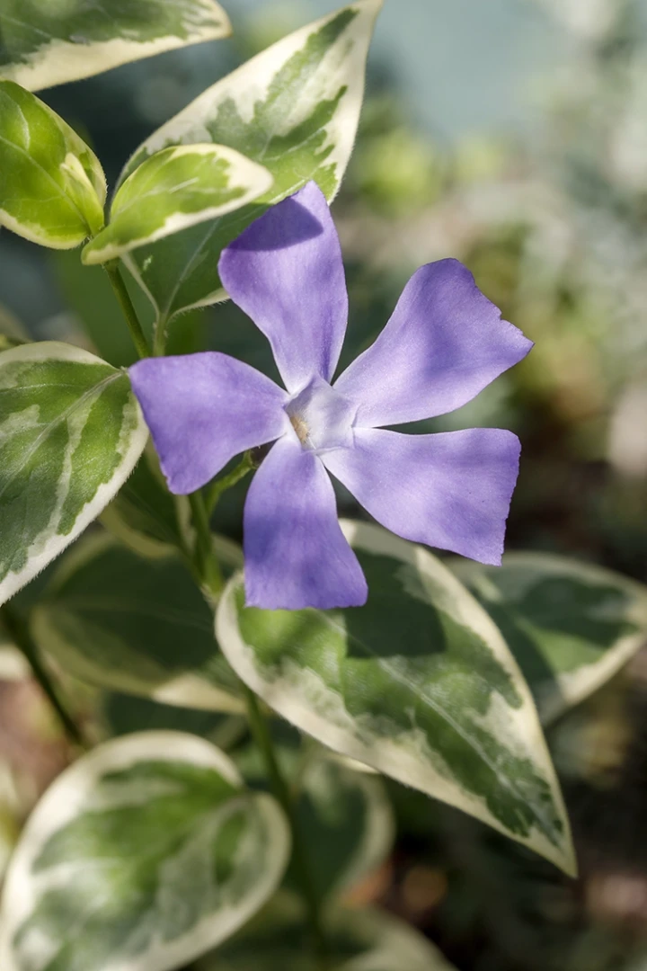 Copyright by Sanja Veljković