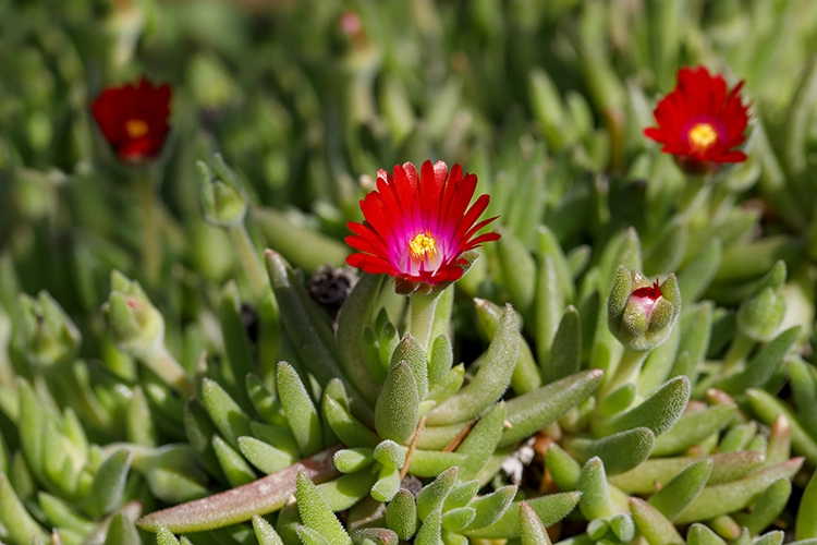 Copyright by Sanja Veljković