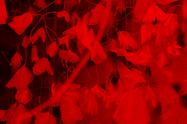 Copyright by Sanja Veljković