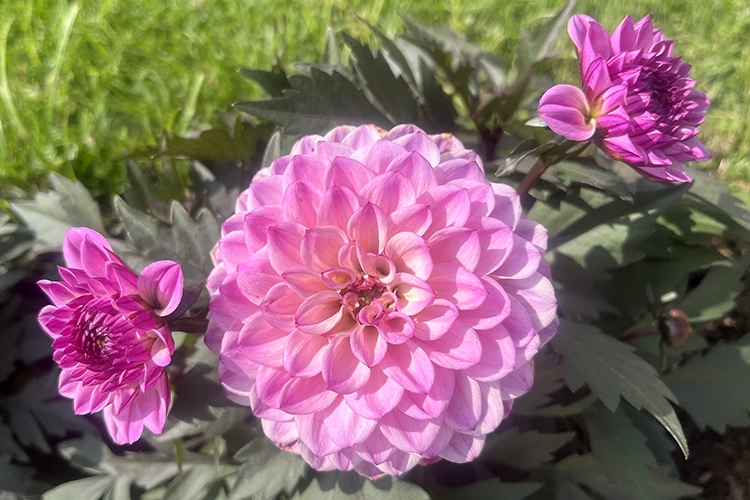 Copyright by Sanja Veljković