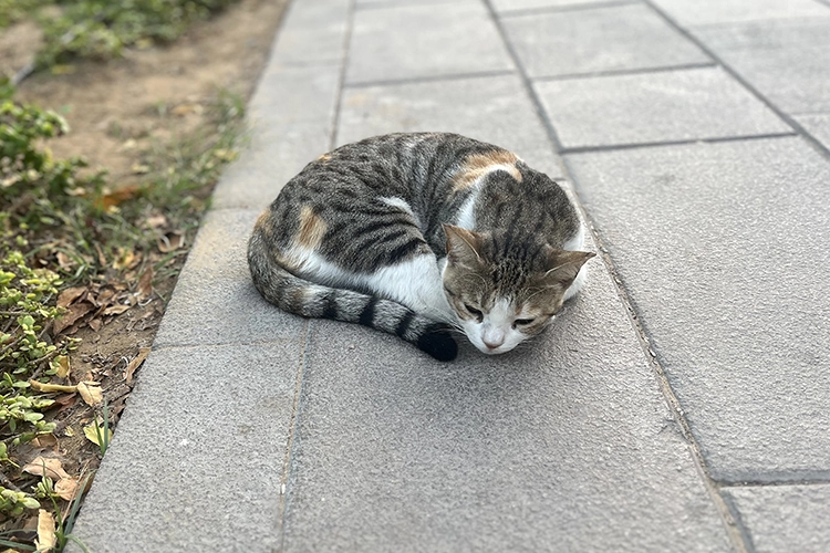 Copyright by Sanja Veljković