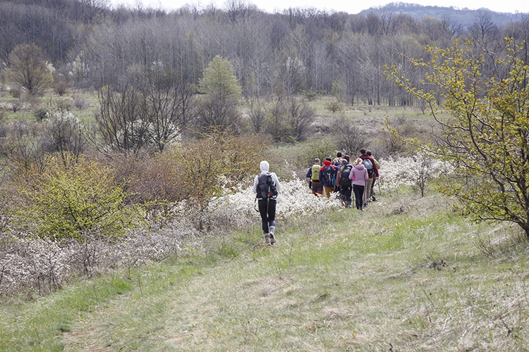 Copyright by Sanja Veljkovic