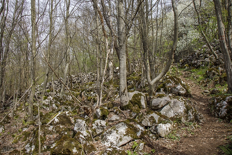 Copyright by Sanja Veljkovic