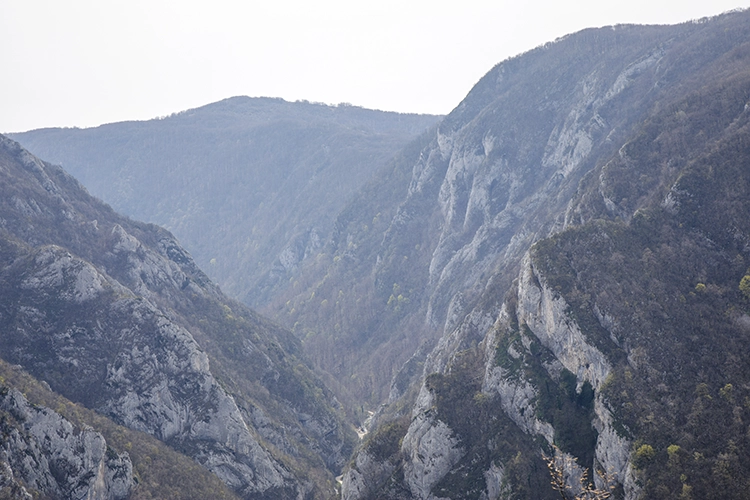 Copyright by Sanja Veljkovic