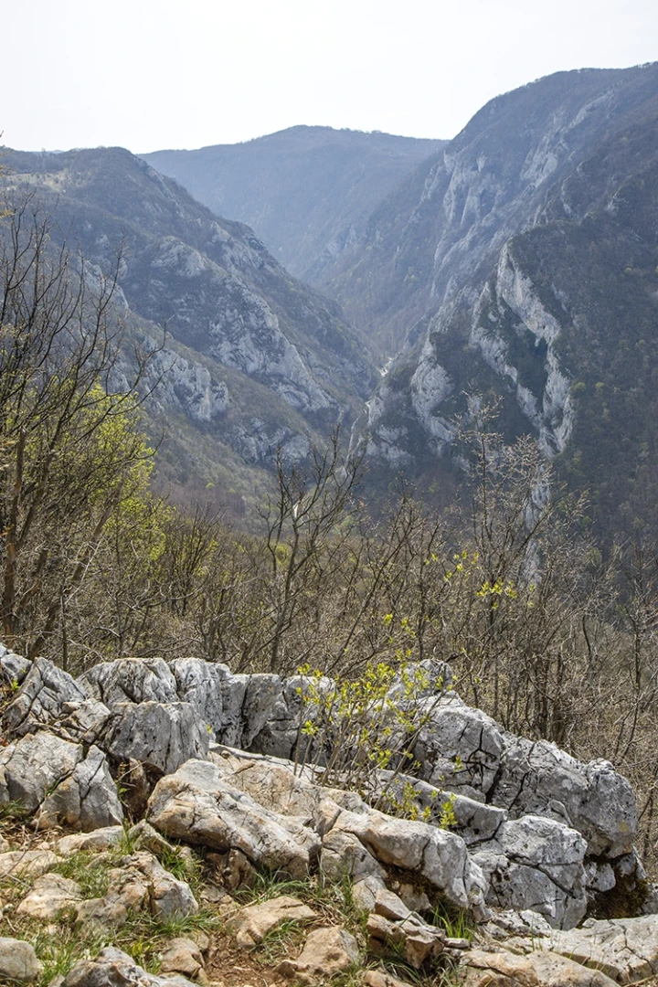 Copyright by Sanja Veljkovic