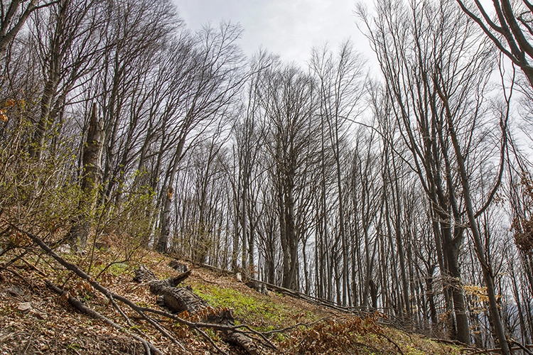 Copyright by Sanja Veljkovic