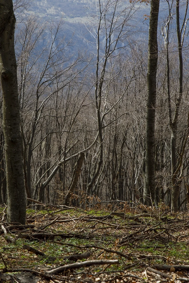 Copyright by Sanja Veljkovic