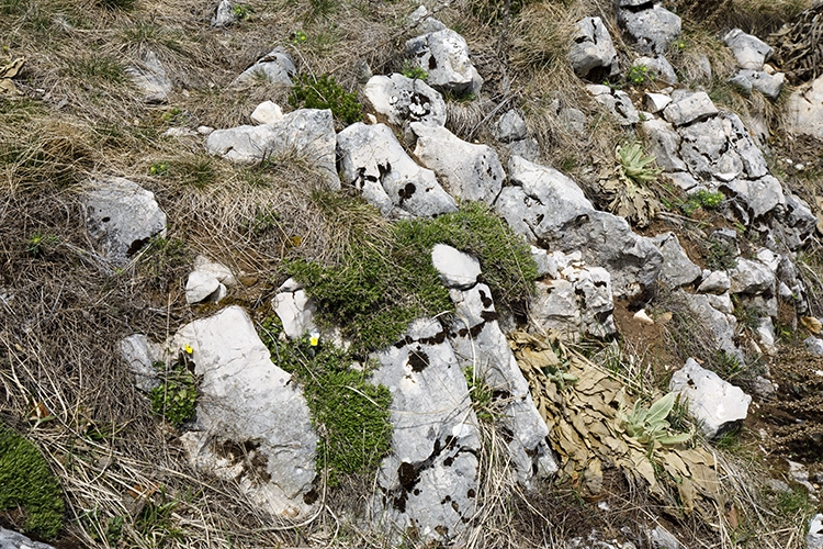 Copyright by Sanja Veljkovic