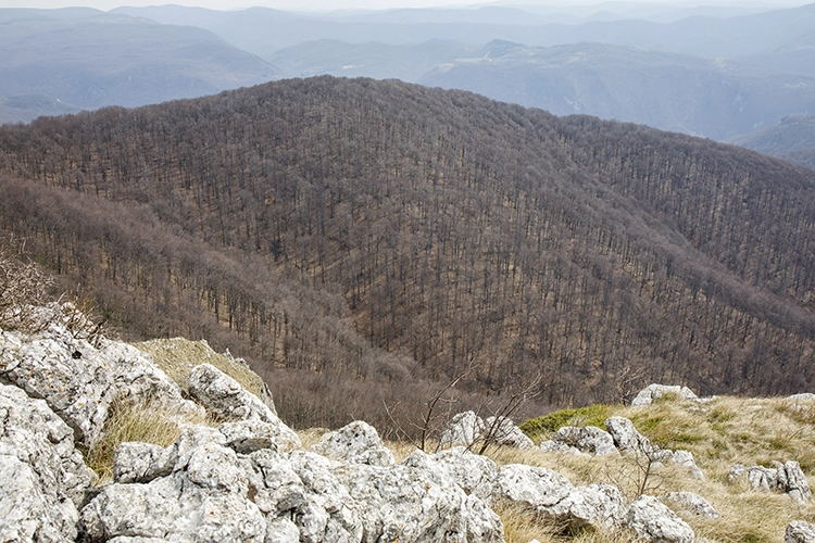 Copyright by Sanja Veljkovic