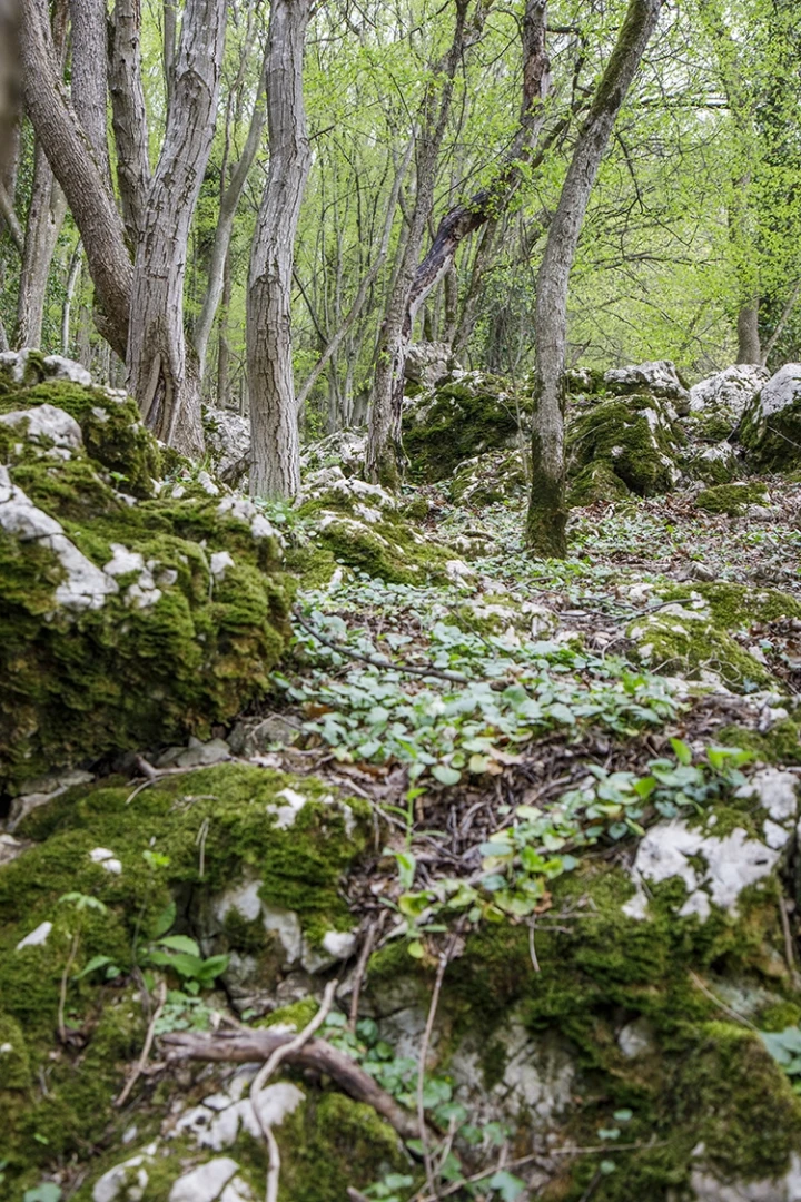 Copyright by Sanja Veljkovic